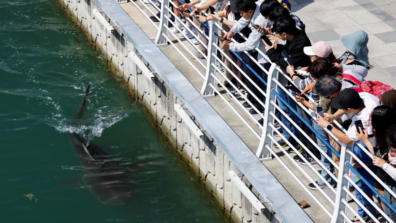 Crypto Markets in Focus: Shark remains stranded in South Korean canal after second rescue attempt Amid Shifting On-Chain Metrics