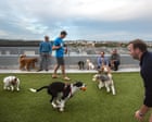 International Briefing: New Washington DC law bans landlords from imposing dog breed restrictions