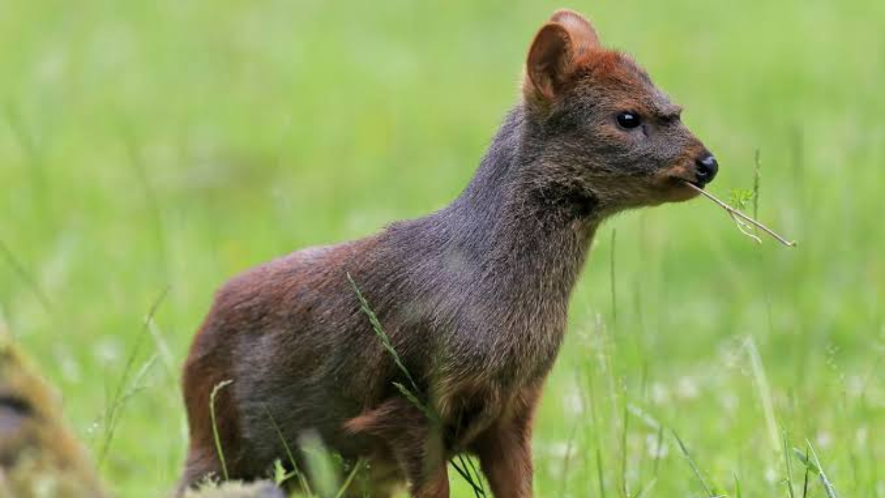 Enterprise Tech Shift: Meet the pudu, world’s smallest deer, barely four apples tall and the Scaling Frontier