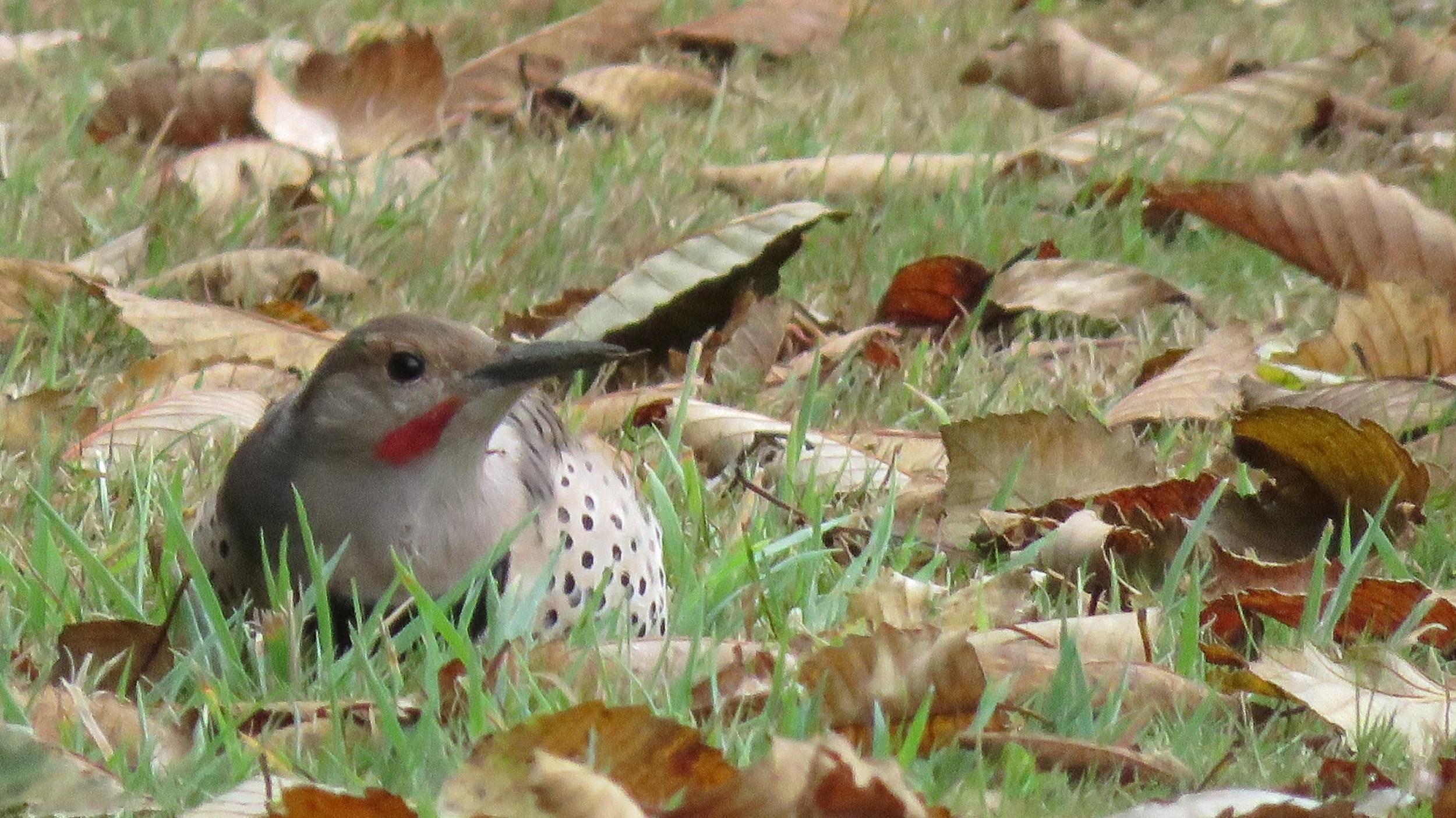 Cool Critters: the 'peeyer!' Call of Flickers in the Fall - Sun, 11 Oct 2026 PST