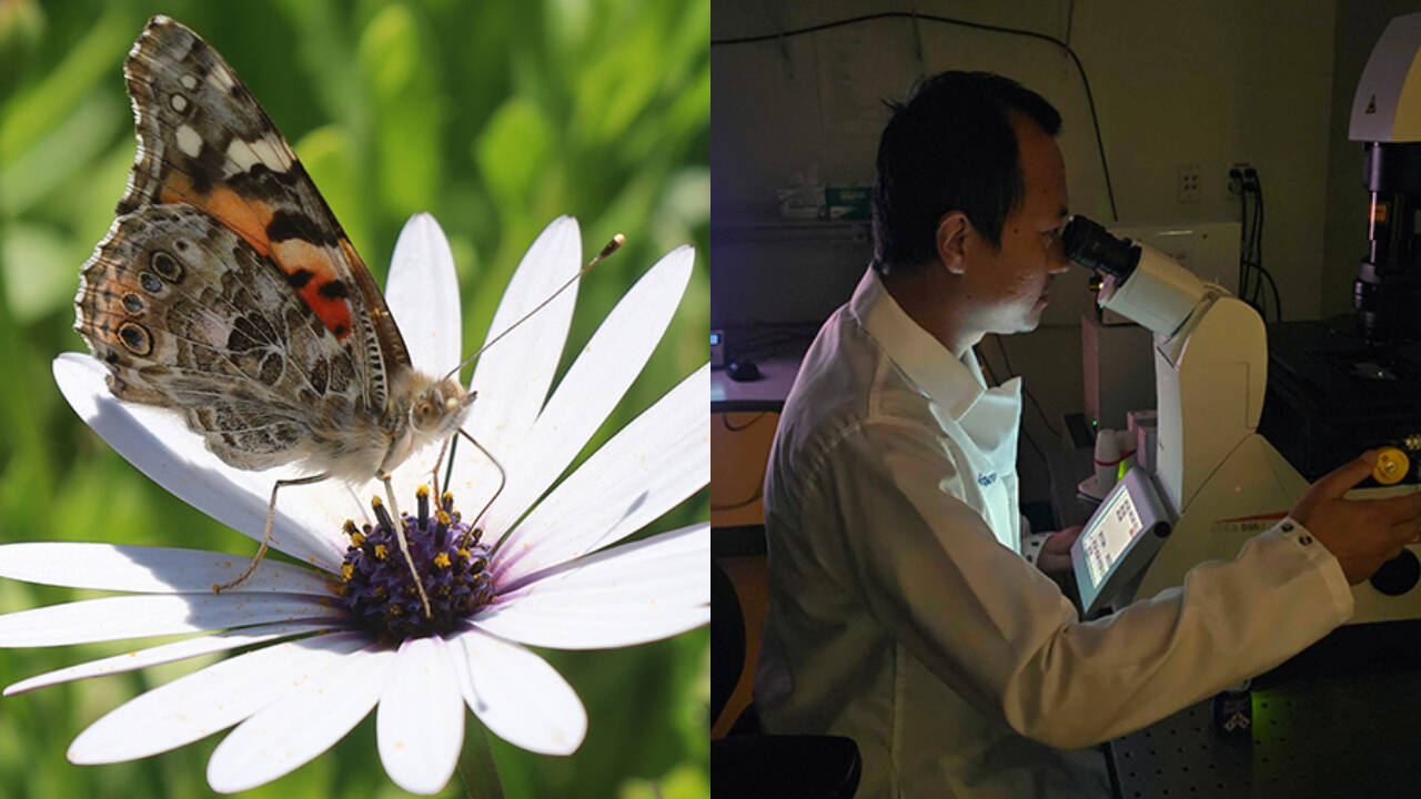 Scientists Find Genetic Switch That Expanded Butterflies’ Colour Vision