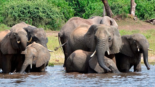 Global Perspective: Botswana under fire after authorising elephant killing for independence celebrations