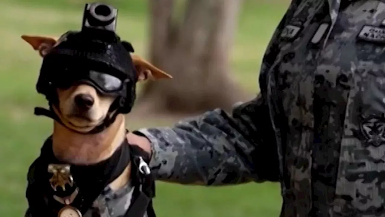 Economic Impact: The pint-sized Chihuahua recruited to Mexico’s National Guard