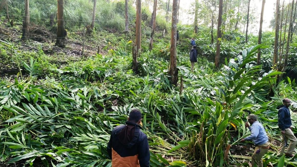 Forest Department Removes Encroachment and Restore Elephant Passage in Anayirankal