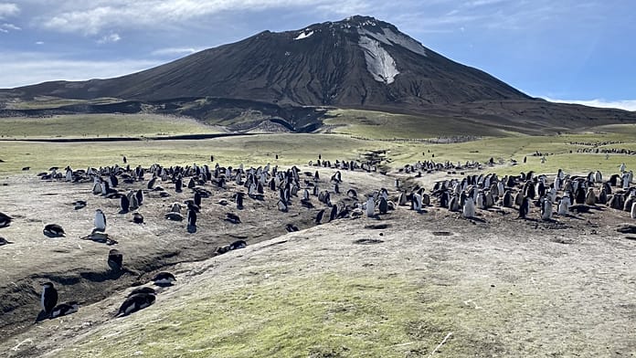 A Worrying Decline’: Why Penguins Are Vanishing from This Volcanic Island 2,000km from Humans