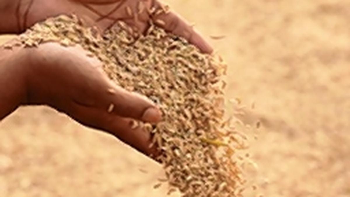 Over 6,300 Tonnes of Government Paddy Worth ₹23 Crore Missing from Yadadri Rice Mill