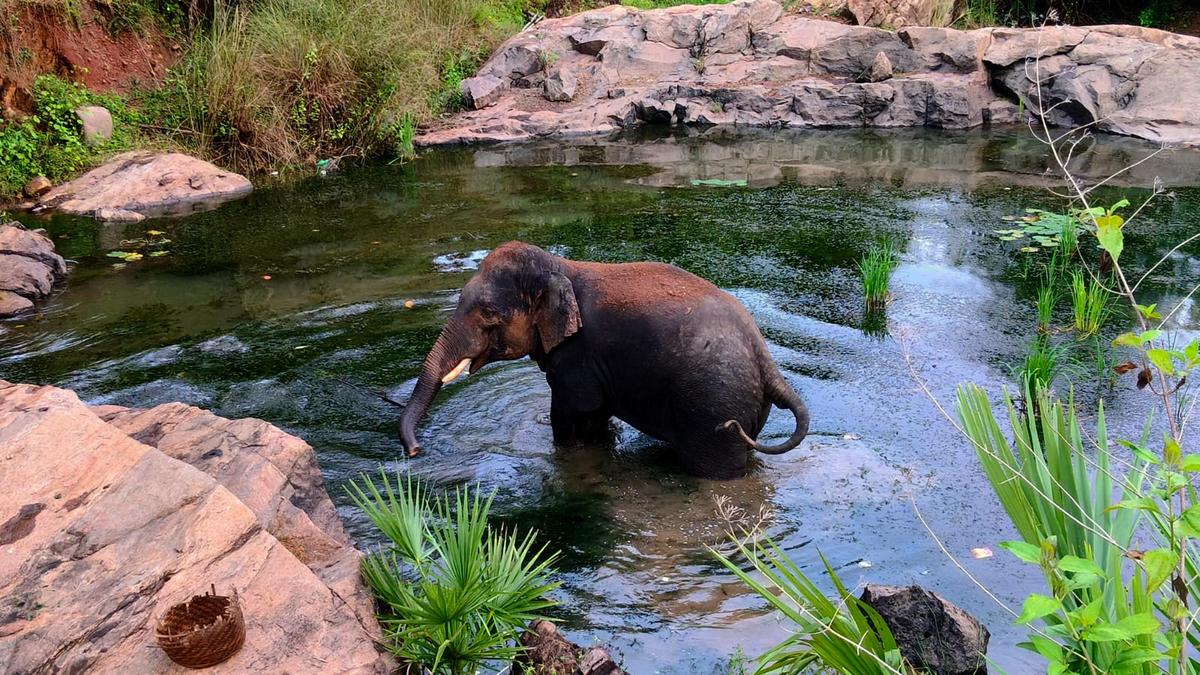International Briefing: Odisha a safe haven for poachers, says environmental group