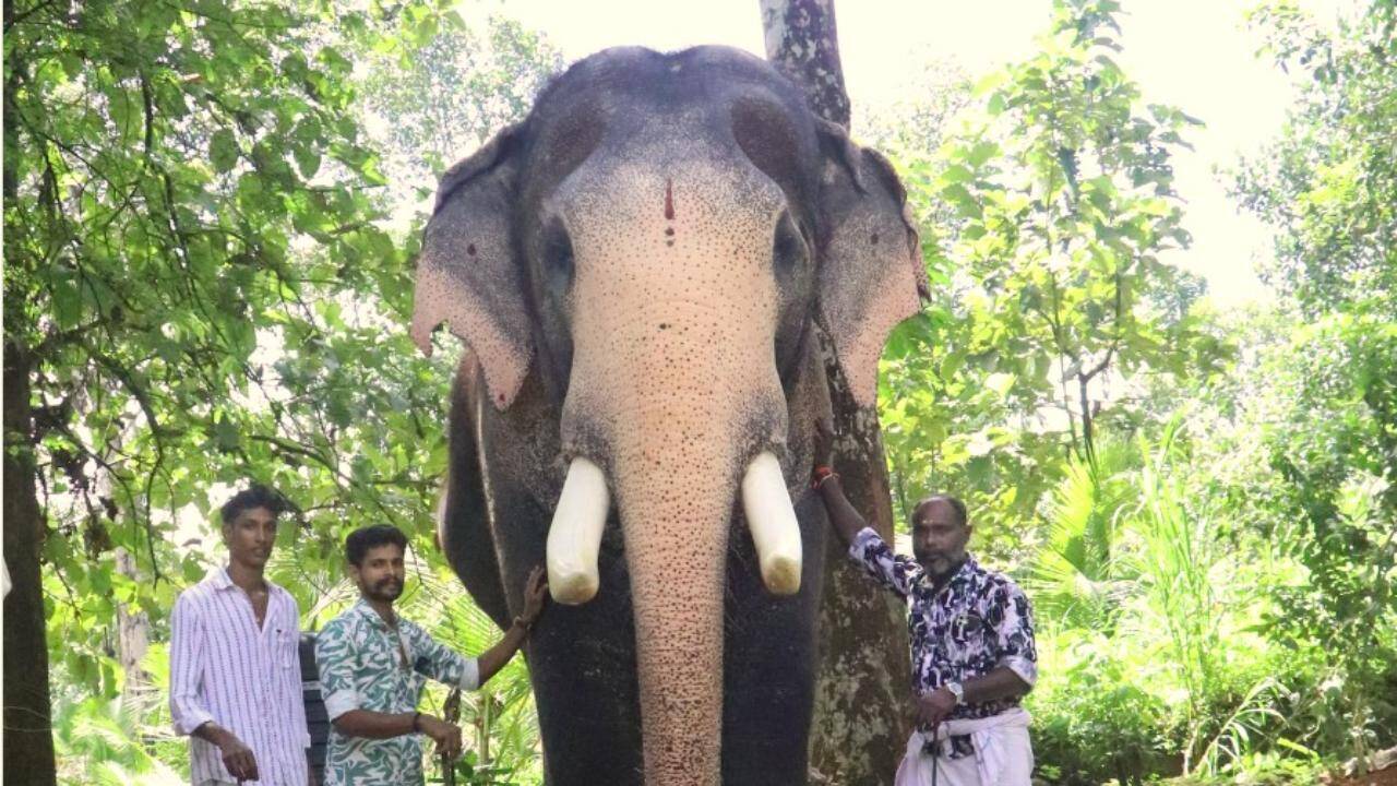 Kerala Mourns 45-year-old Elephant Pallattu Brahmadathan Killed by Lightning