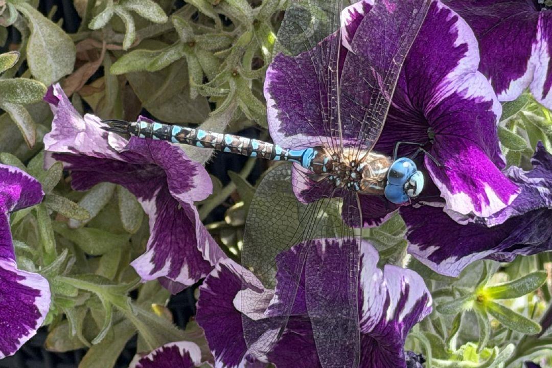 Corporate Strategy: Community Camera: Dragonfly season in Chilliwack