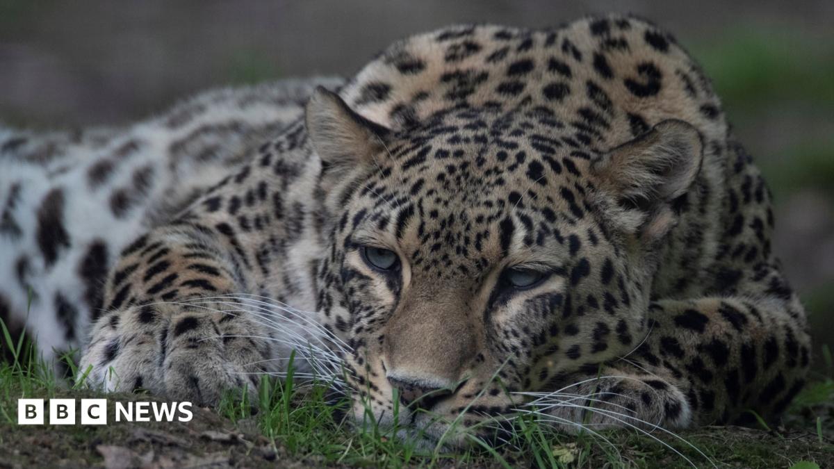 Dutch Zookeeper Killed in Leopard Mauling at Netherlands Animal Park