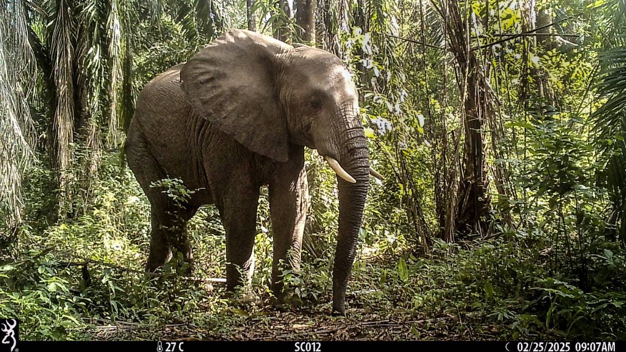 Enterprise Tech Shift: 1,000 elephants climb Tanzania's mountains via new 14-km wildlife corridor and the Scaling Frontier