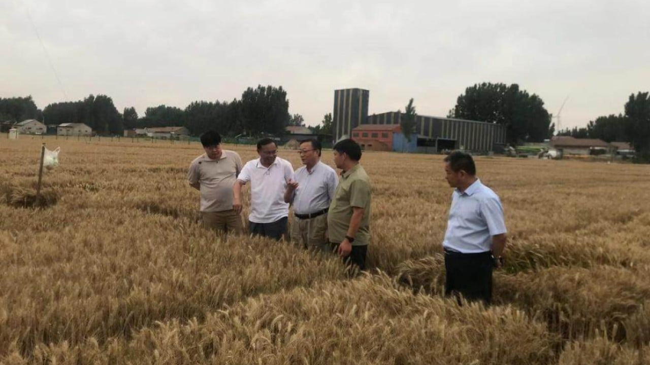 International Briefing: Crop outputs grew up to 100% in China’s big agricultural experiment: scientists