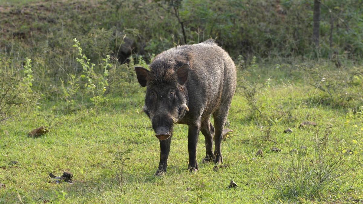 Woman Killed, Three Others Injured in Wild Boar Launches Strikes on In Keralam’s Malappuram as Regional Tensions Surge