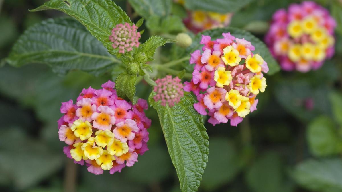 Kerala State Biodiversity Board Submits Policy Document to Mitigate Threats Due to Invasive Species