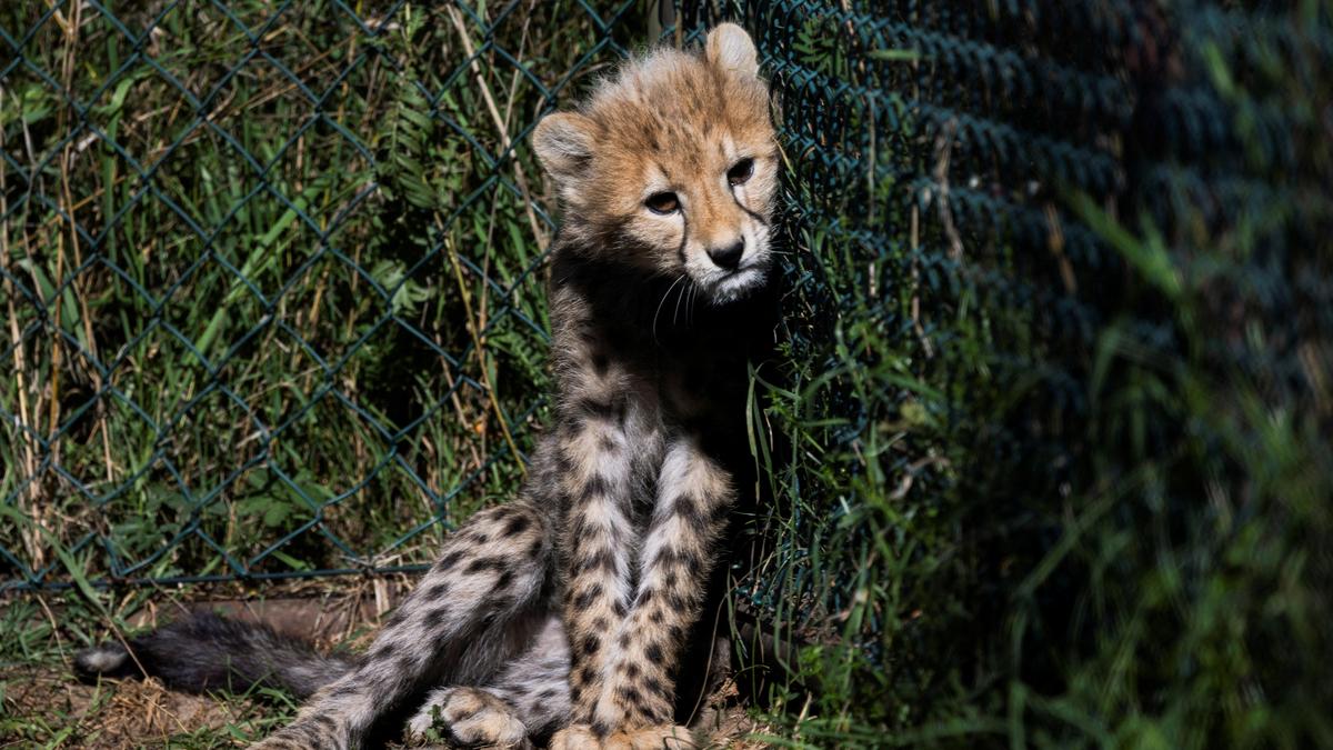Centre Forms High-level Panel to Probe Cheetah Cub Shooting in M.p.’s Kuno