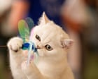 International Briefing: Paws for applause: the Feline Oscars – in pictures
