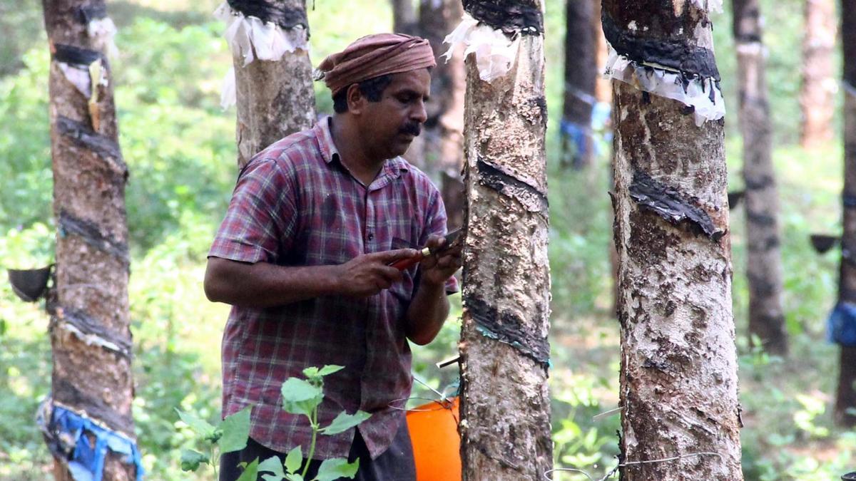 Rubber Board Set to Launch Platform to Tackle Tapper Shortage in Keralam