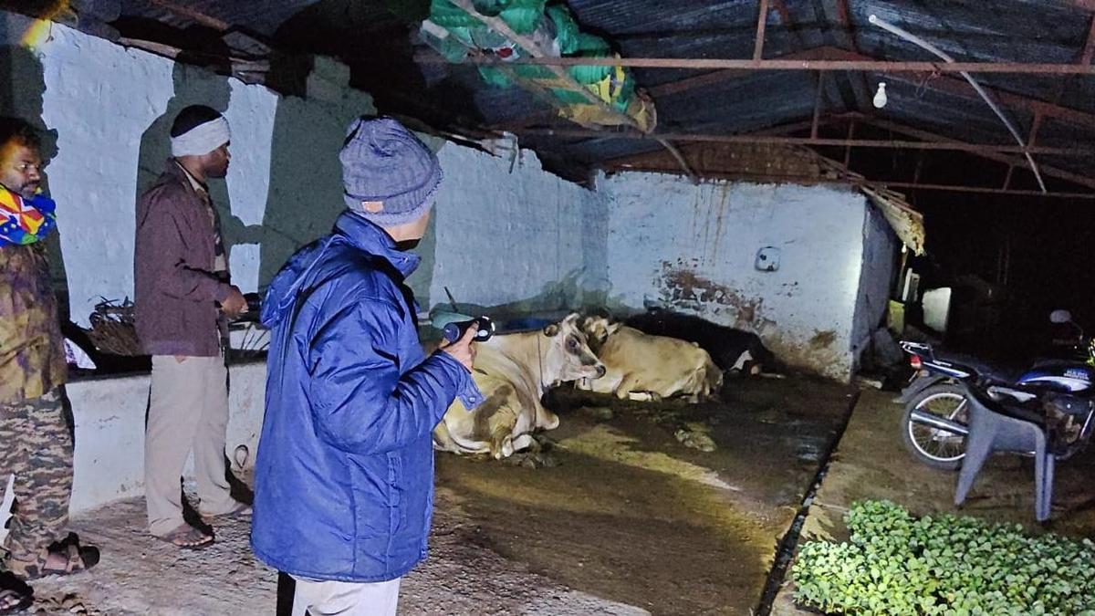 Man-Eating Carnivore on the Loose Near Hasanur as Fear Grips Residents