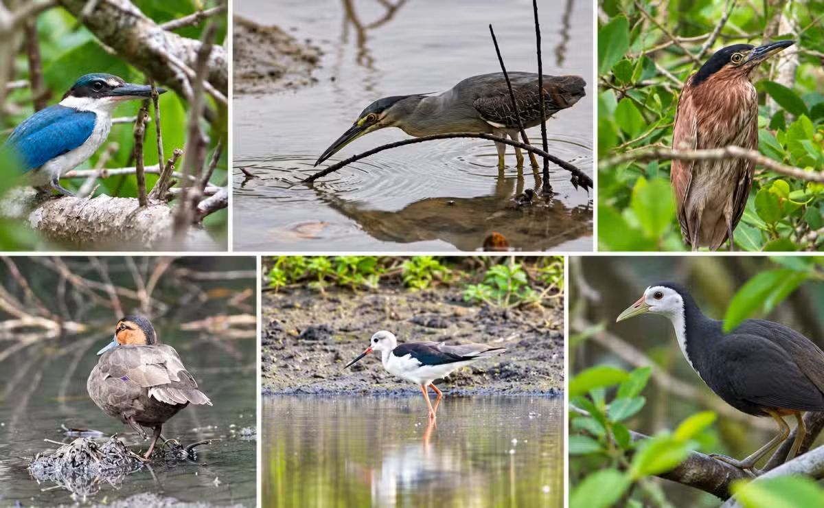 Market Developments: Wildlife survey in Philippines’ Bohol records 55 species
