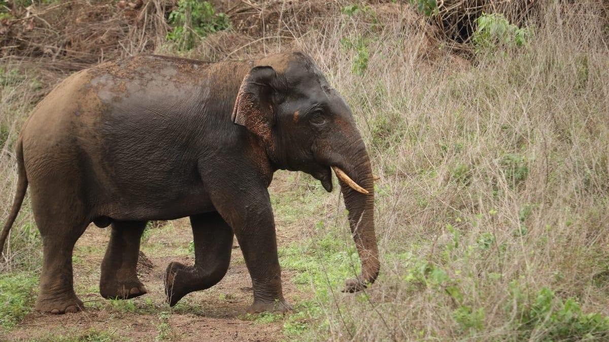 Wild Elephant Kills 80-year-old Woman in Kollam Following Fast-Moving Developments