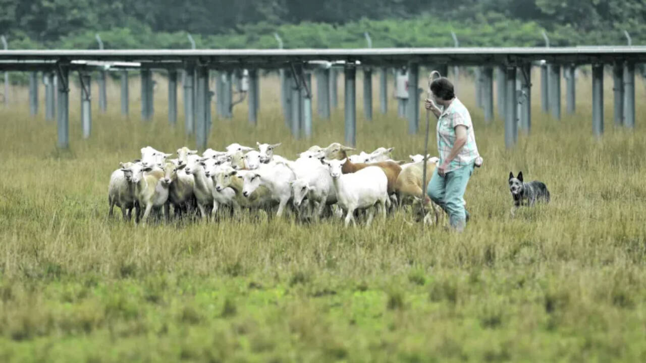 International Briefing: New Jersey teacher grew 50 sheep on solar farm to 450 managing 85 acres