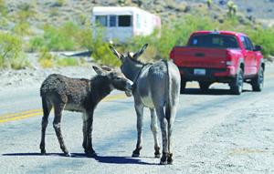 Mohave County Could Seek Federal Help With Booming Burro Population