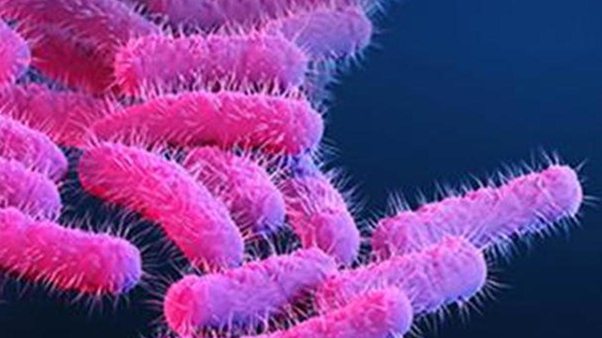 Shigella Outbreak in Thrissur: 10 Cases in 9 Days Spark Health Alarm