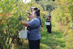 Seattle Nonprofit Harvest Against Hunger Battles Food Insecurity in Skagit County