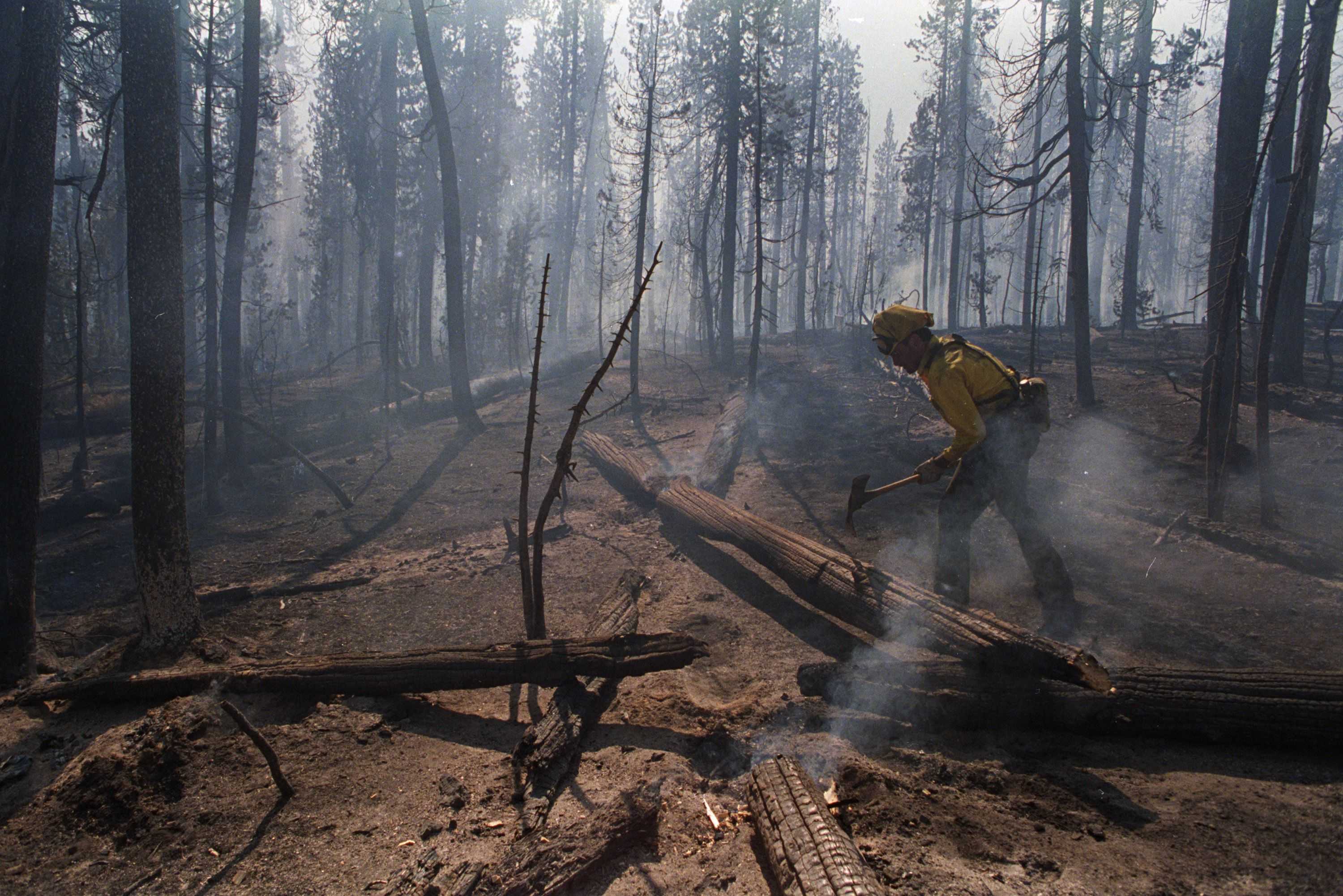 Why Even Resilient Forests Are Struggling to Regrow After Wildfires