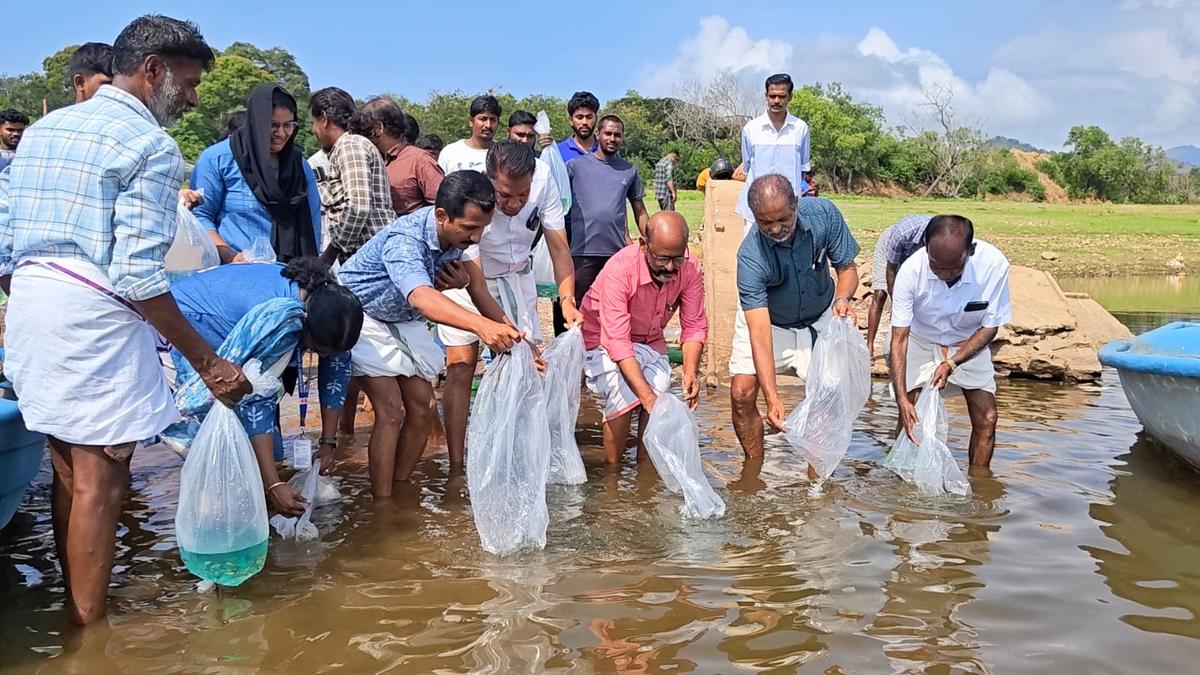 4.63 Lakh Fingerlings to Be Released in Palakkad Reservoirs