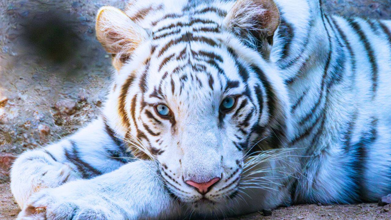 Developing Story: Rare blue-eyed white tiger Tejas travels 550 km to become Dehradun Zoo star