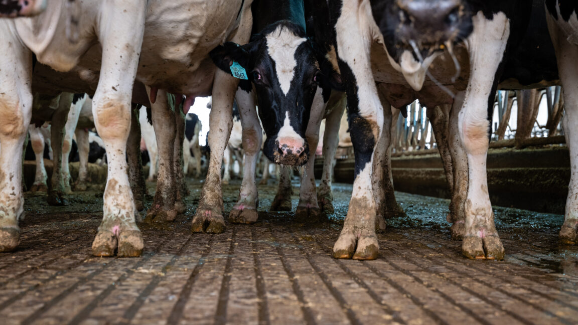 Pediatricians Renew Call to Ban Raw Milk As Anti-science Rhetoric Reigns