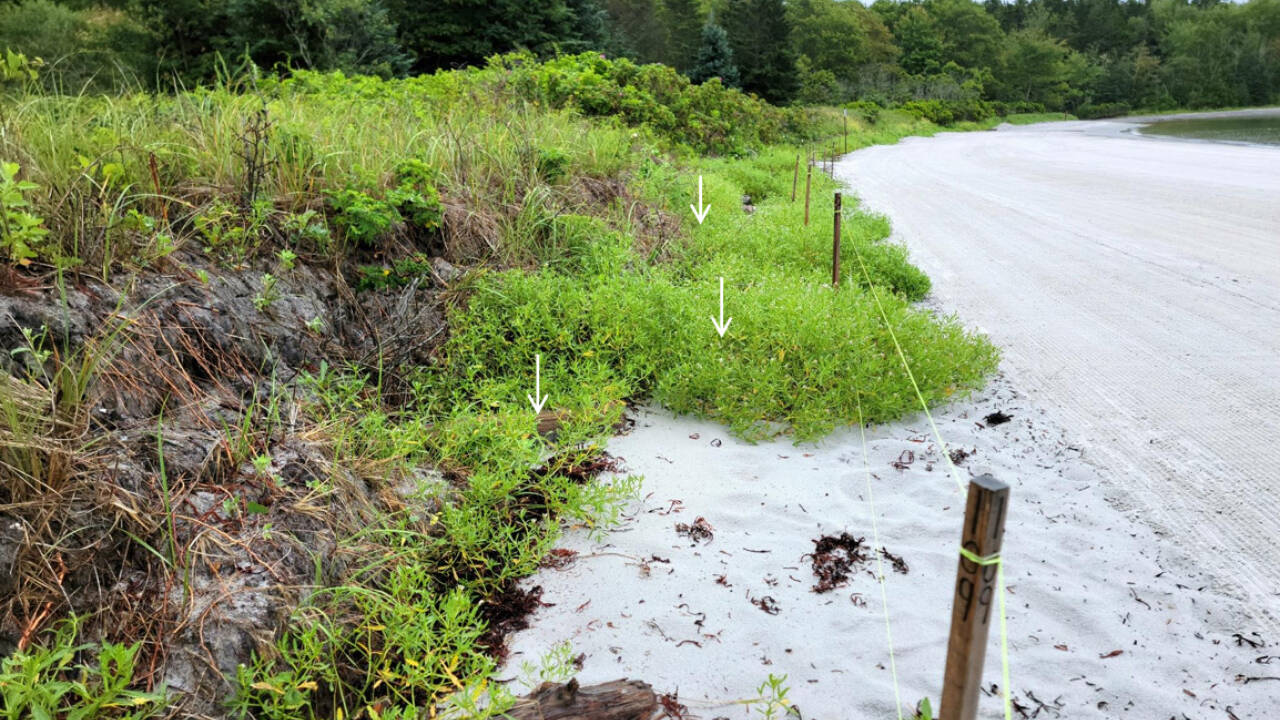 Enterprise Tech Shift: South Portland used 200 discarded holiday trees to restore eroded Maine beach and the Scaling Frontier