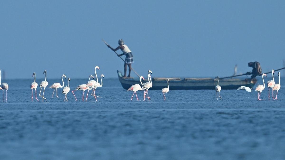 Pulicat Fishermen Demand GPS Demarcation of Fishing Grounds as T.N.-Andhra Tensions Flare