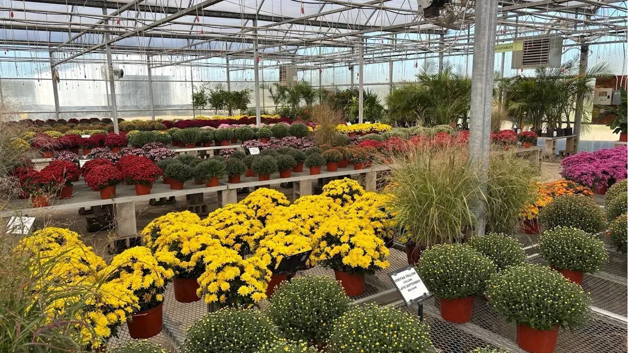 Fall Color and Planting Deals at Darby Creek Nursery in Significant Industry Shift
