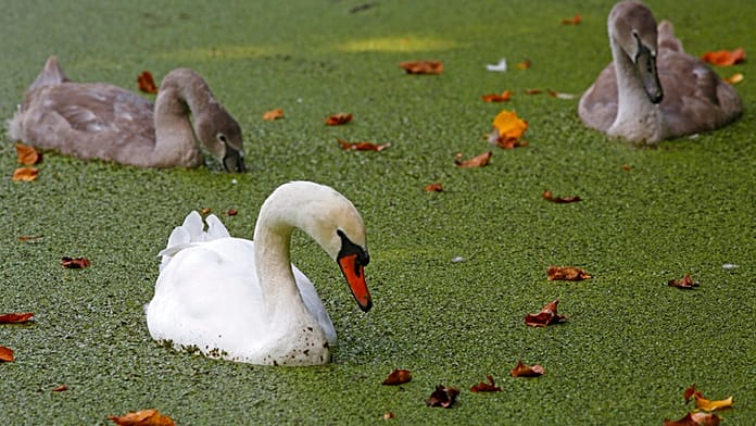 Belgian City’s Historic Canals Turn Green After Record-hot Summer