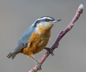 Backyard Birding Season Is Here - Part II Amid Shifting Economic Pressures