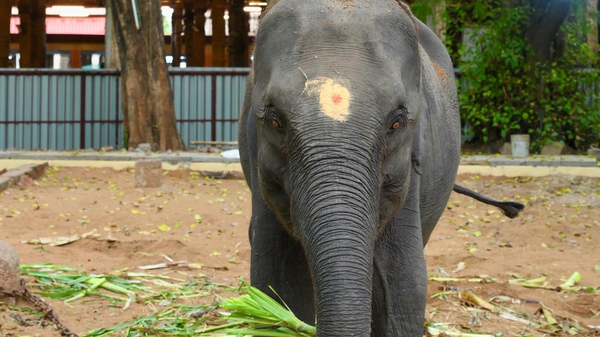 Animal Welfare Groups Seek Clarity Over Transfer of Five Assam Elephants to Tamil Nadu