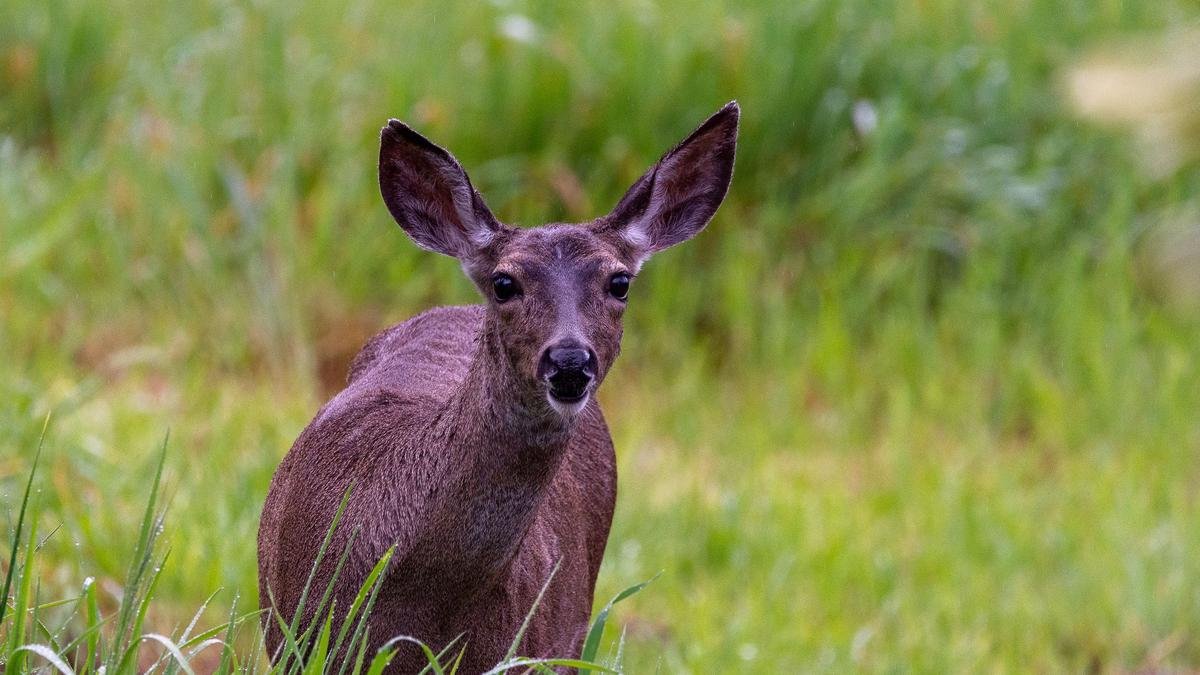 Two arrested with musk deer pods in Assam