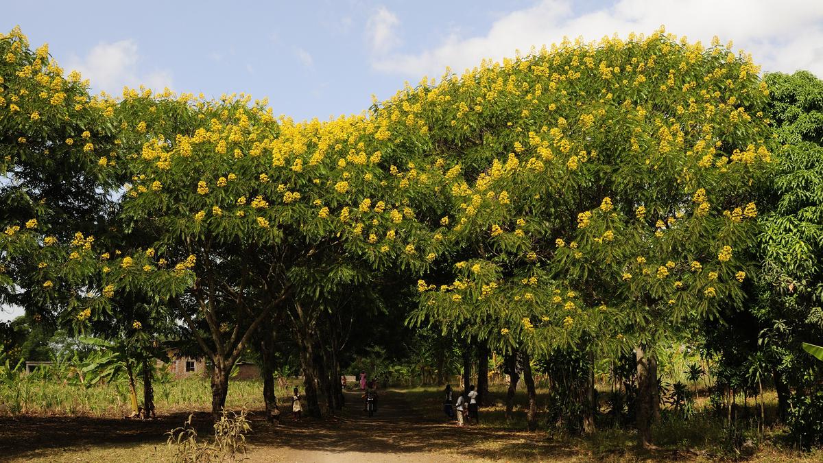 Invasive Species Aren't the Real Enemy: India's Changing Climate Exposed