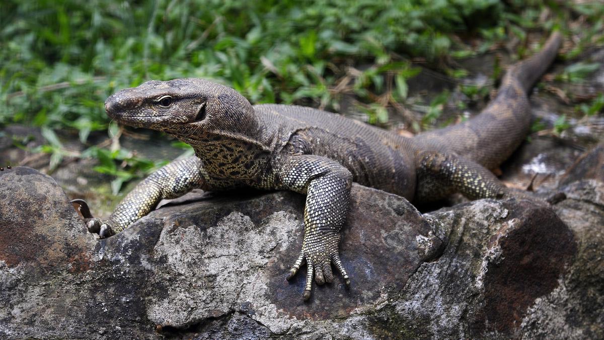 Bengal Monitor Lizard Allegedly Gang-raped in Maharashtra Forest; Four Held