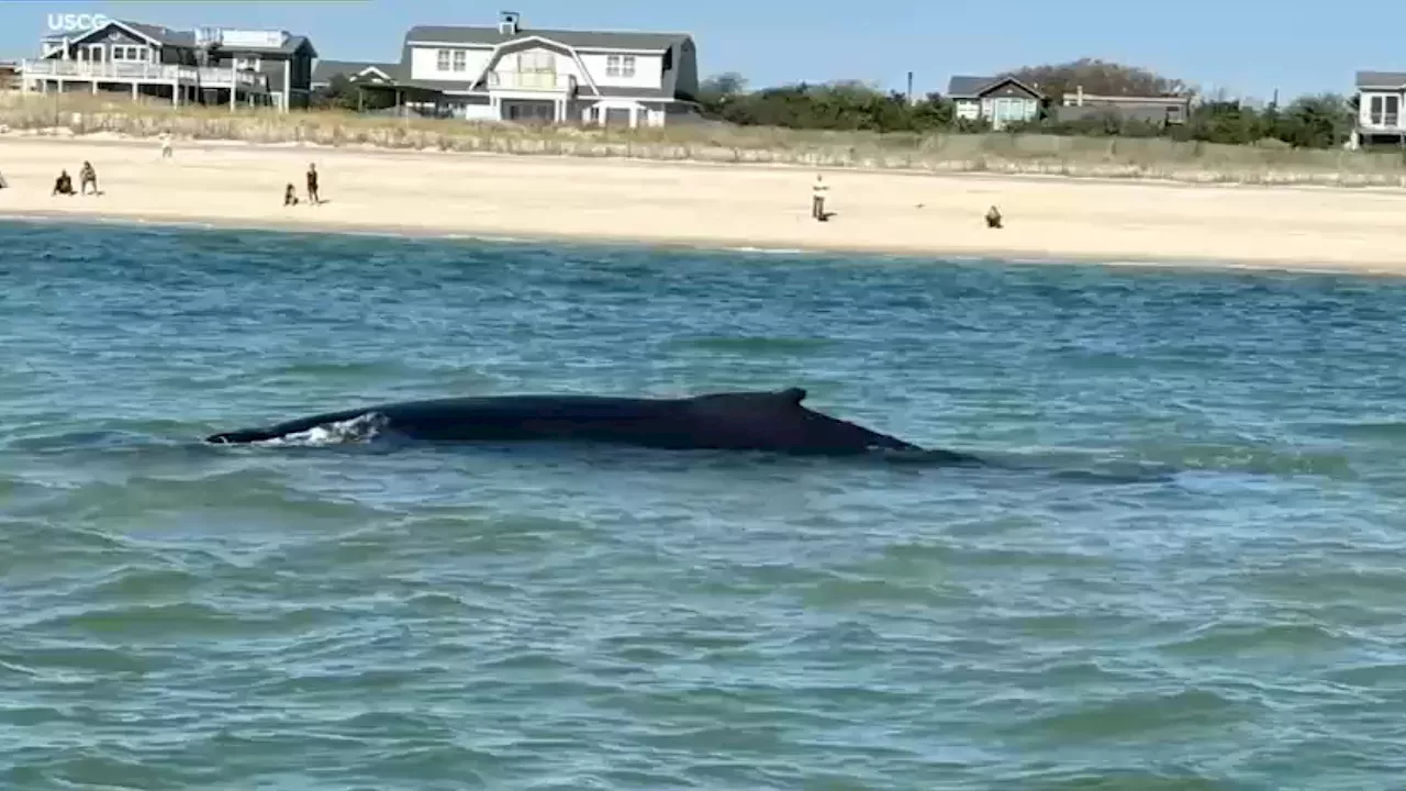 US Coast Guard Helps Rescue Juvenile Humpback Whale Stuck on Sandbar Off New York's Fire Island