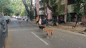 Chennai: 'kids, Senior Citizen Unsafe With Over 100 Canines on Premises