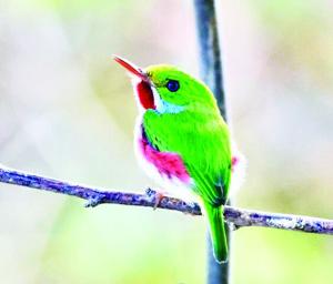 Audubon to Host Cuba Program in Moultonborough on Oct. 15