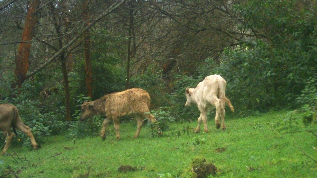 Albinism Scare in Toda Buffalo: Ancient Breed Faces Extinction Crisis