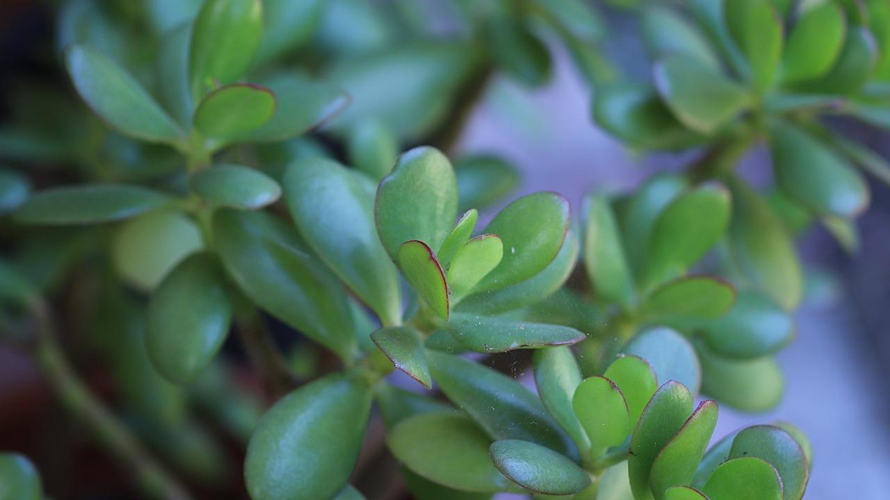 Forget Feng Shui: Your Houseplant's Survival Depends on Light, Not Luck