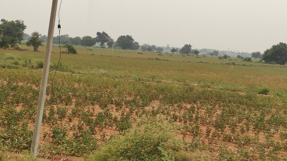 Global Perspective: Prolonged dry spell, brown disease hit cotton yield in Yadgir district of Karnataka