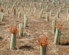 Plant Trees – and Make Sure They Are Watered | Brief Letters
