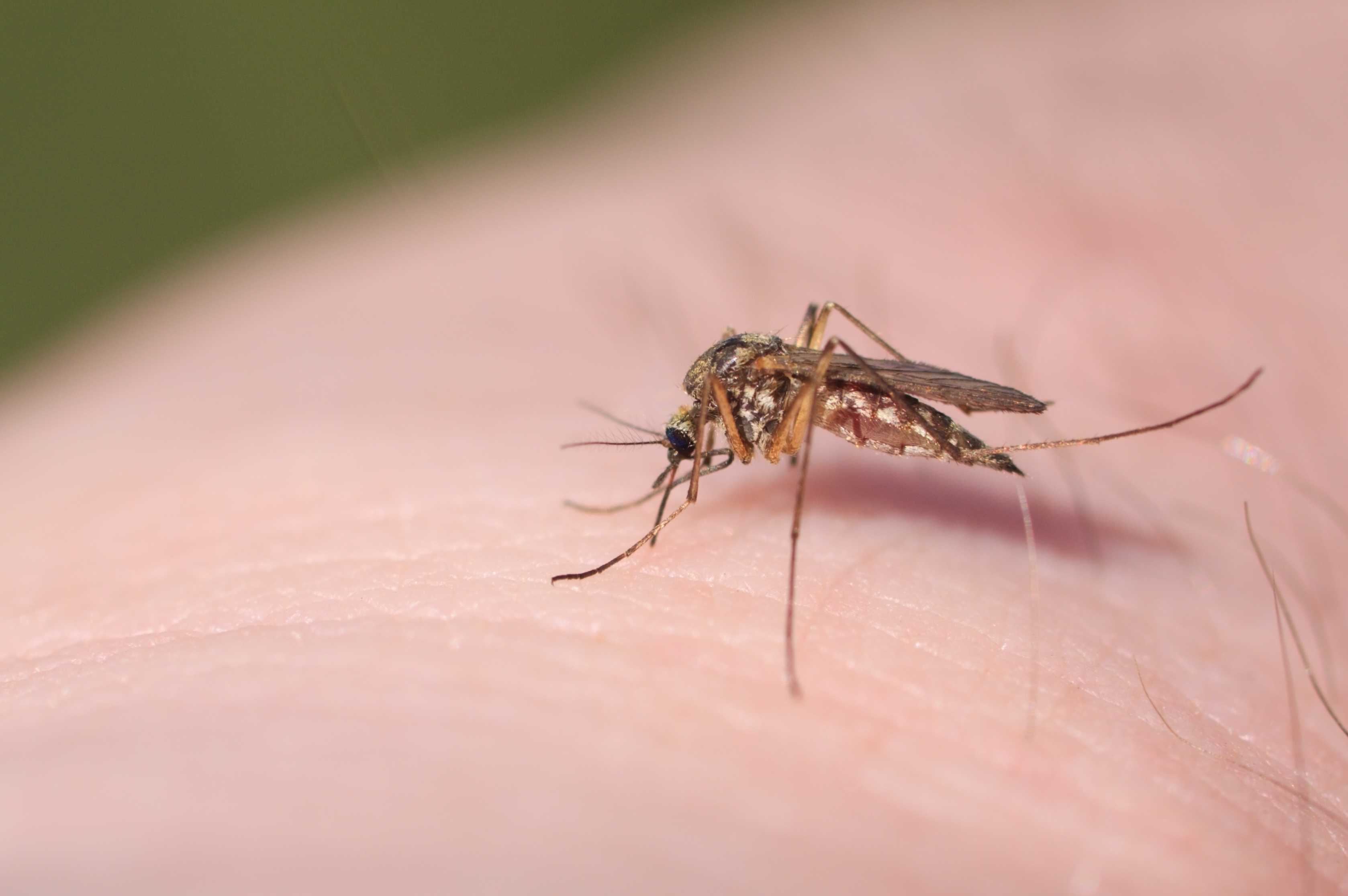 Mosquito Mayhem: Trump Signs Executive Order to Wipe Out DC Pests