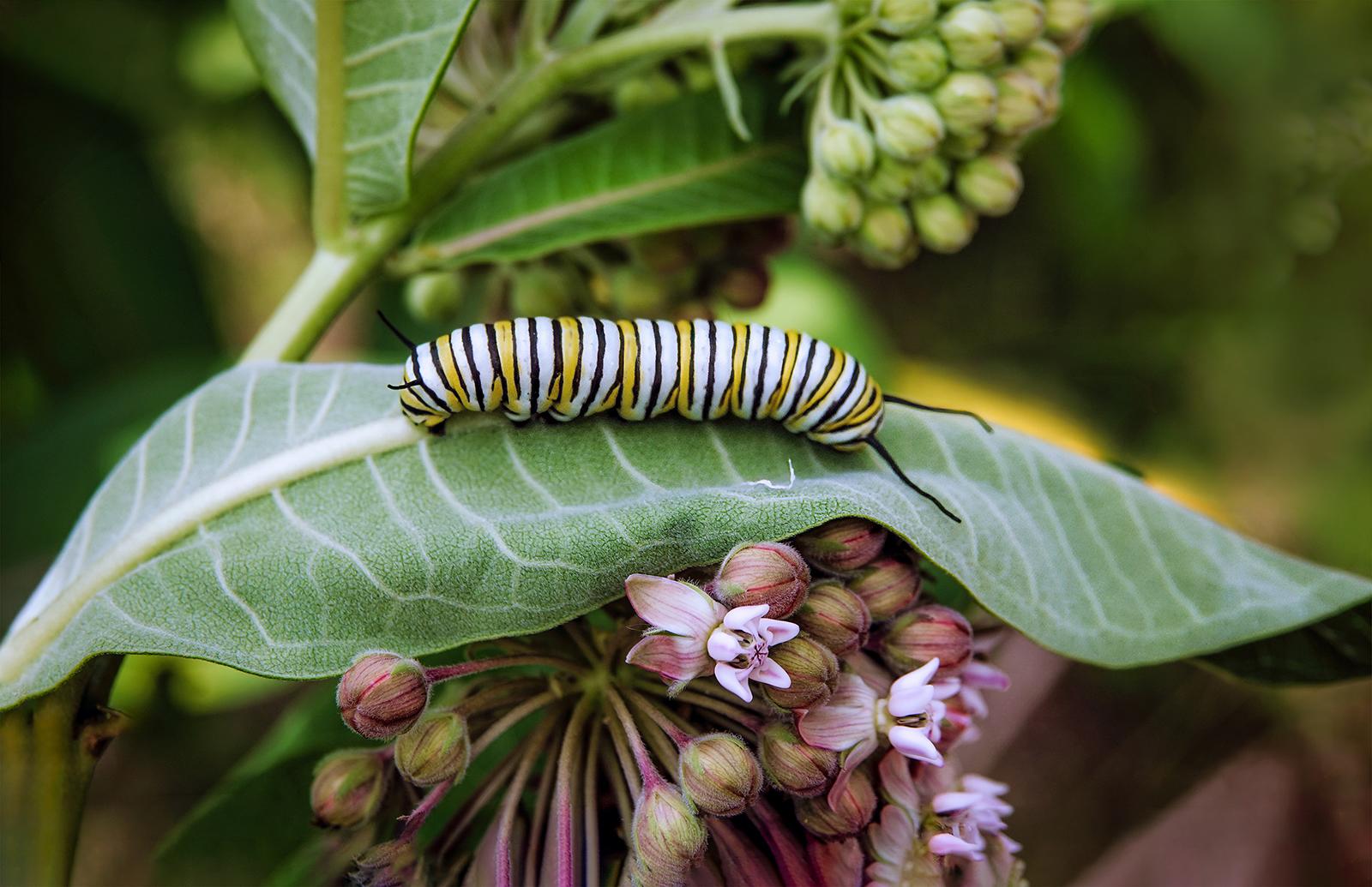 Delaware Highlands Conservancy Crowns Winners of Ninth Annual 'Confluence' Photo Contest